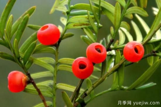 紅豆杉的風(fēng)水寓意和功效，象征長壽與不朽(圖1)
