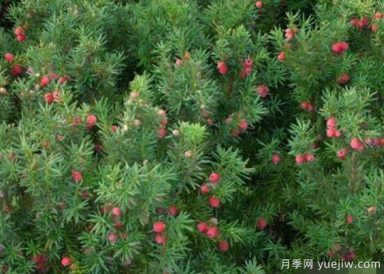 紅豆杉的扦插繁殖和播種繁殖，病蟲防治(圖1)