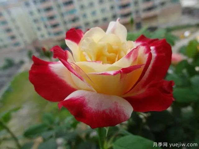 推薦3種月季，耐冷耐熱花期長花量大抗病能力強(圖3)