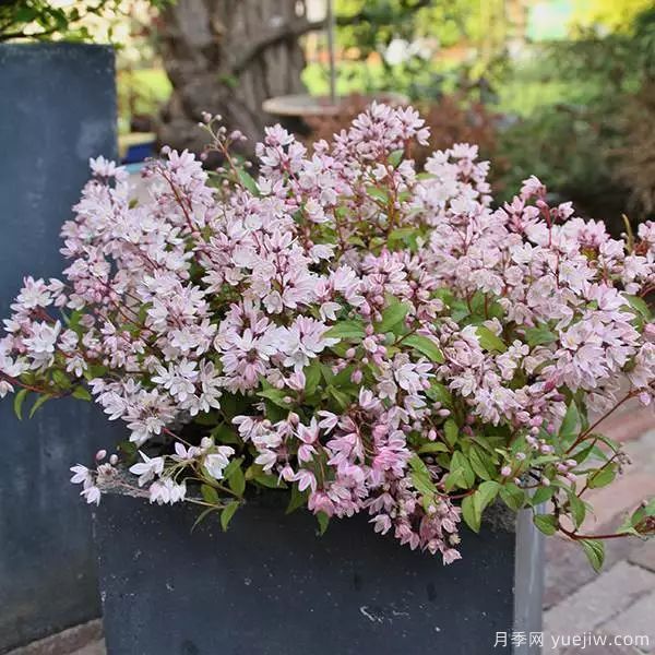 幾種讓花園充滿浪漫色彩的粉色花卉，滿足少女心(圖3)