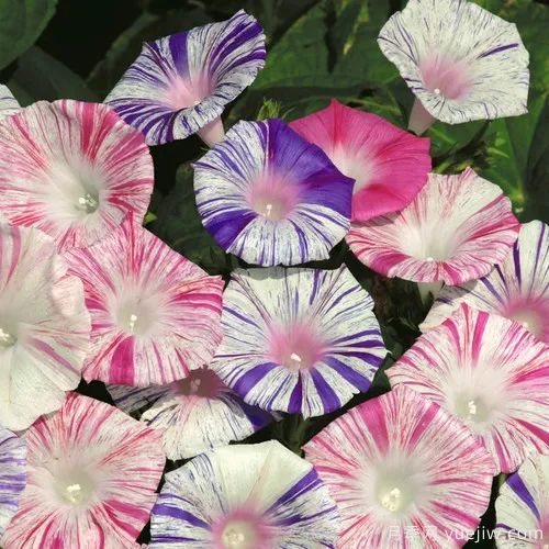 幾種讓花園充滿浪漫色彩的粉色花卉，滿足少女心(圖8)