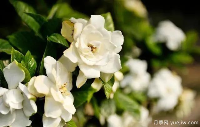 秋天不能修剪的七種花卉，容易剪掉花芽不開(kāi)花！(圖5)