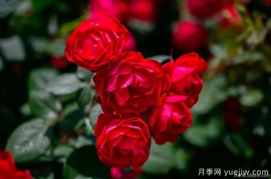 什么樣的月季比較耐陰？教你最基本的選擇技巧(圖7)