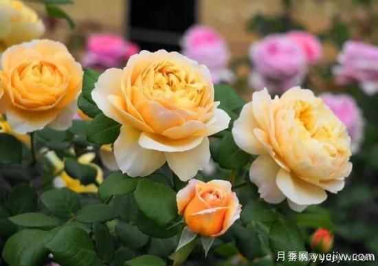什么樣的月季比較耐陰？教你最基本的選擇技巧(圖8)