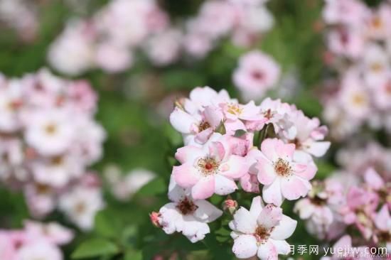 什么樣的月季比較耐陰？教你最基本的選擇技巧(圖9)