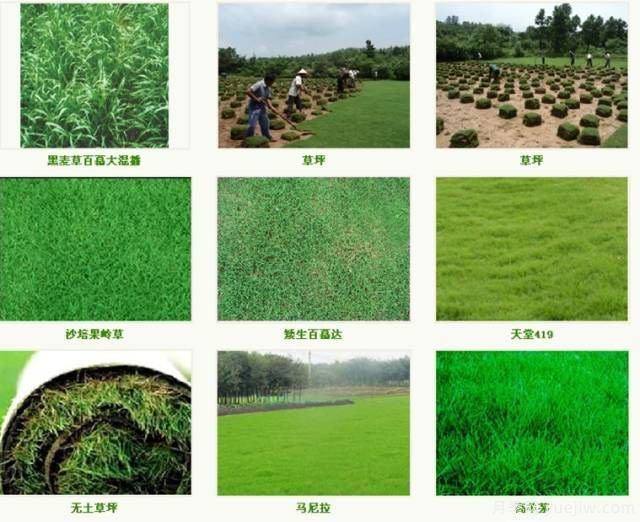 ***優(yōu)草坪品種分類(lèi)和搭配運(yùn)用(圖1)