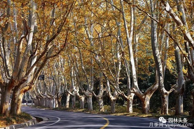 世界五大行道樹種，作為苗木人你應(yīng)當(dāng)了解！(圖2)