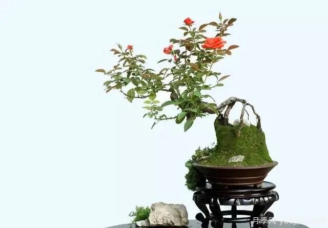 如何制作漂亮的月季盆景？藝術(shù)品來了(圖2)