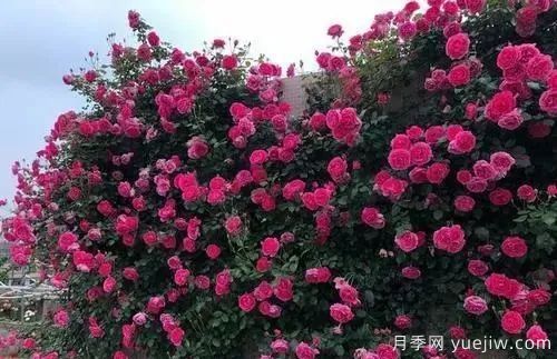 推薦6個(gè)顏值高好養(yǎng)護(hù)的藤本月季(圖1)