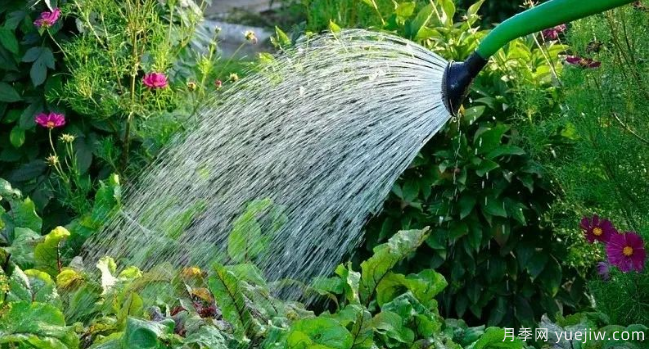 如何給園林植物澆水更合理？灌木喬木花境各有方法(圖1)
