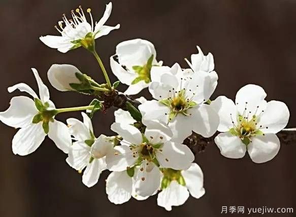 桃花，杏花，櫻花，梨花，李花，海棠花傻傻分不清？(圖11)