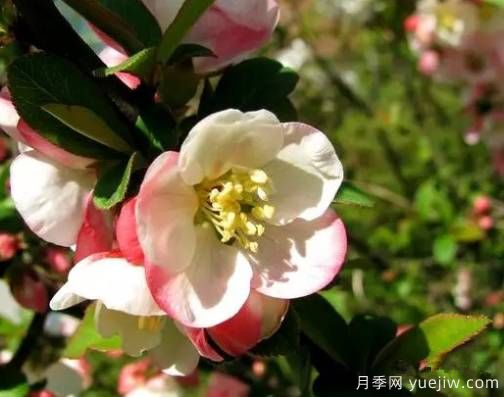 桃花，杏花，櫻花，梨花，李花，海棠花傻傻分不清？(圖16)