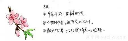 桃花，杏花，櫻花，梨花，李花，海棠花傻傻分不清？(圖1)