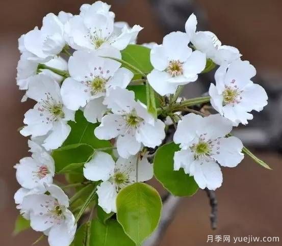 桃花，杏花，櫻花，梨花，李花，海棠花傻傻分不清？(圖10)