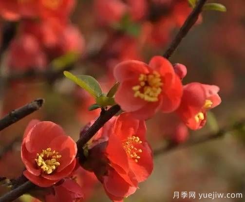 桃花，杏花，櫻花，梨花，李花，海棠花傻傻分不清？(圖15)