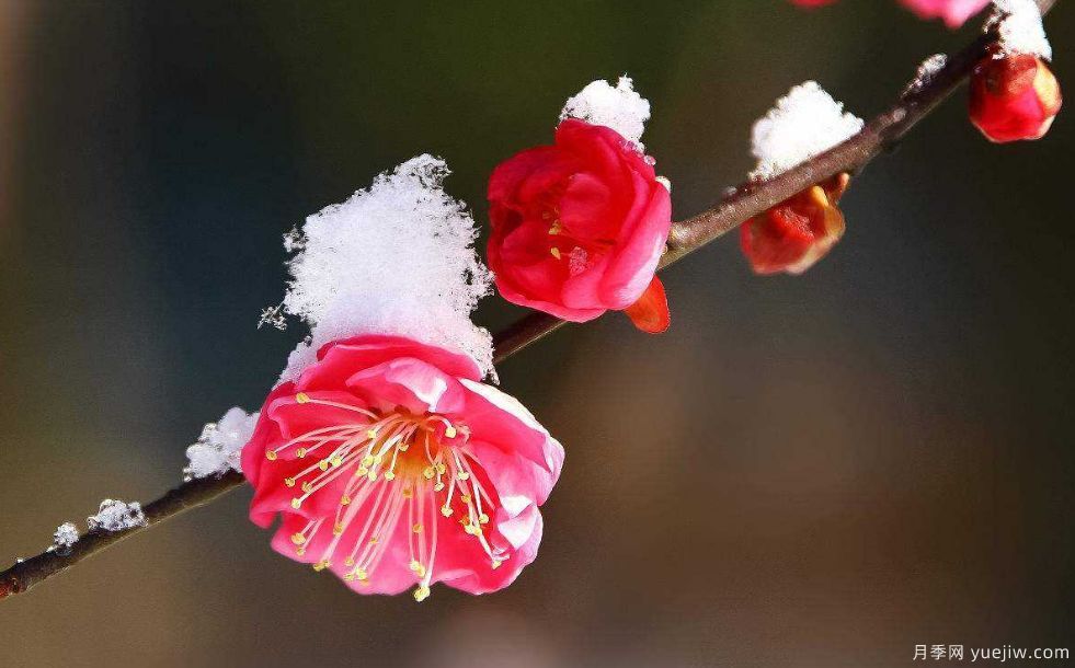 桃花，杏花，櫻花，梨花，李花，海棠花傻傻分不清？(圖9)