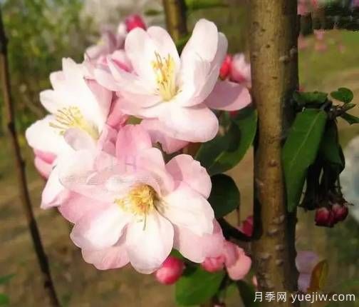桃花，杏花，櫻花，梨花，李花，海棠花傻傻分不清？(圖13)