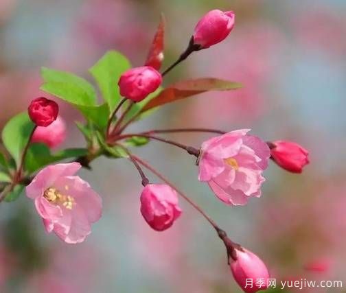 桃花，杏花，櫻花，梨花，李花，海棠花傻傻分不清？(圖14)