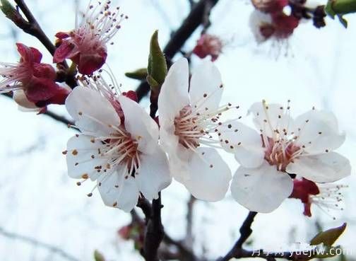 桃花，杏花，櫻花，梨花，李花，海棠花傻傻分不清？(圖12)