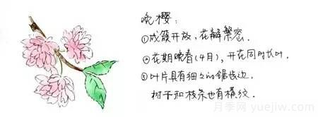 桃花，杏花，櫻花，梨花，李花，海棠花傻傻分不清？(圖6)