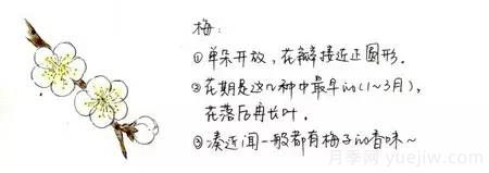 桃花，杏花，櫻花，梨花，李花，海棠花傻傻分不清？(圖4)