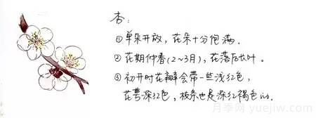 桃花，杏花，櫻花，梨花，李花，海棠花傻傻分不清？(圖5)