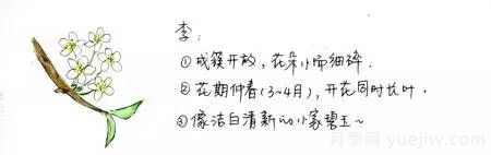 桃花，杏花，櫻花，梨花，李花，海棠花傻傻分不清？(圖2)