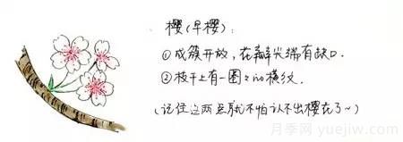 桃花，杏花，櫻花，梨花，李花，海棠花傻傻分不清？(圖7)