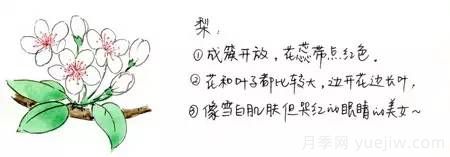 桃花，杏花，櫻花，梨花，李花，海棠花傻傻分不清？(圖3)