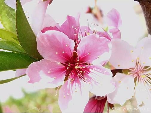 桃花，杏花，櫻花，梨花，李花，海棠花傻傻分不清？(圖8)