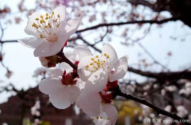 桃花，杏花，櫻花，梨花，李花，海棠花傻傻分不清？(圖20)