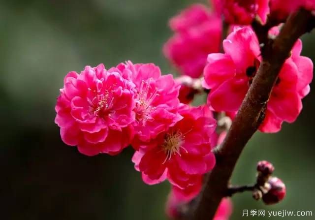 桃花，杏花，櫻花，梨花，李花，海棠花傻傻分不清？(圖18)
