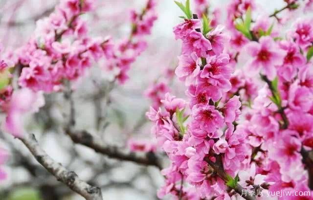 桃花，杏花，櫻花，梨花，李花，海棠花傻傻分不清？(圖19)