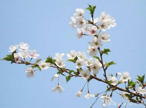 桃花，杏花，櫻花，梨花，李花，海棠花傻傻分不清？(圖17)