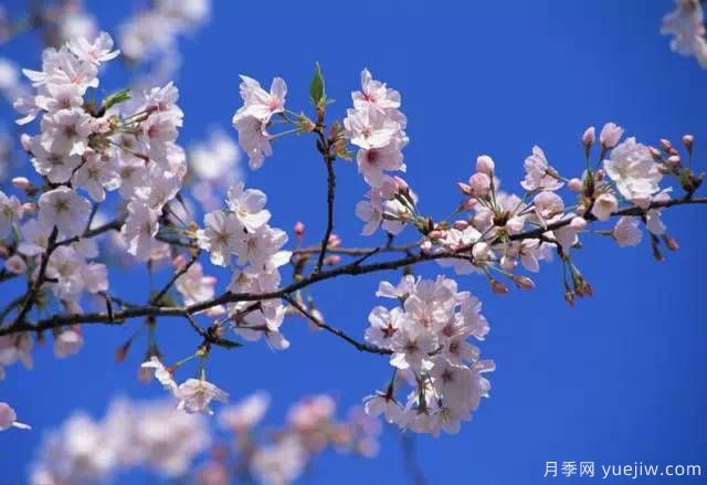 桃花，杏花，櫻花，梨花，李花，海棠花傻傻分不清？(圖21)