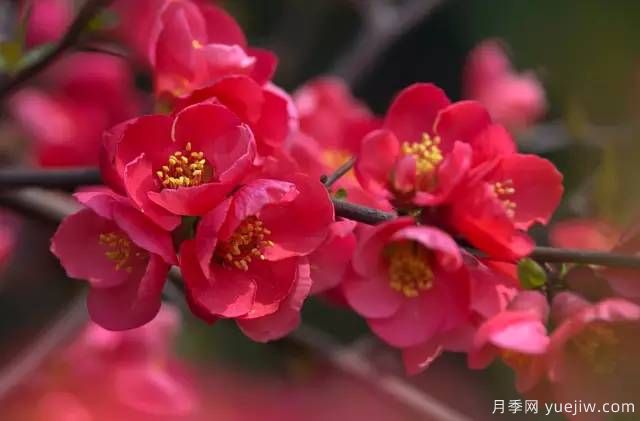 桃花，杏花，櫻花，梨花，李花，海棠花傻傻分不清？(圖24)