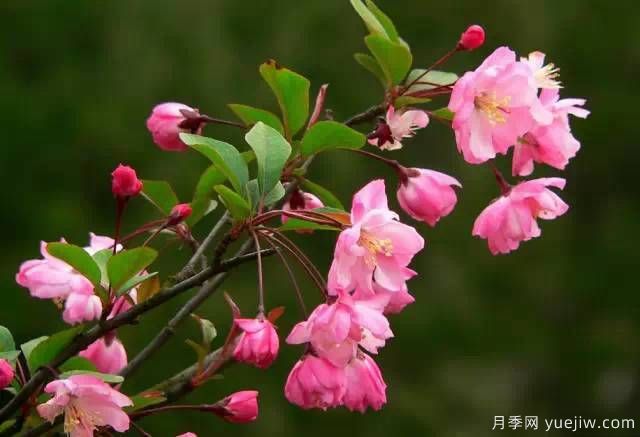 桃花，杏花，櫻花，梨花，李花，海棠花傻傻分不清？(圖23)