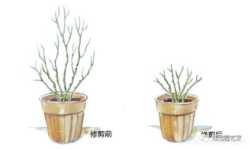 冬季月季修剪技術(shù)要點(圖2)