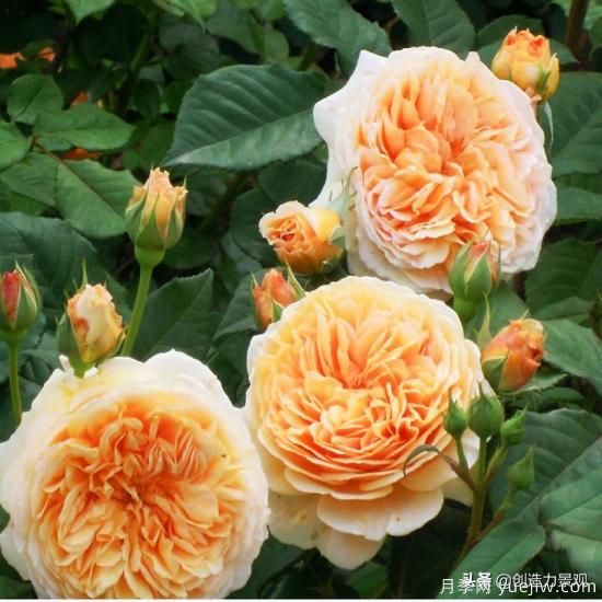 分享15個(gè)浪漫又美麗的月季品種，詩(shī)意醉人(圖6)