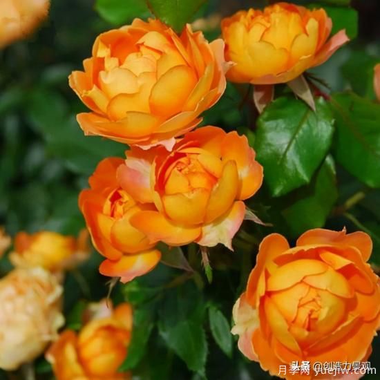 分享15個(gè)浪漫又美麗的月季品種，詩(shī)意醉人(圖7)