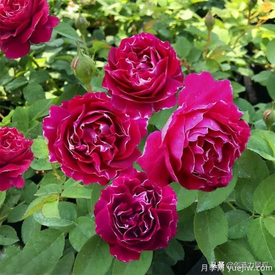 分享15個(gè)浪漫又美麗的月季品種，詩(shī)意醉人(圖8)