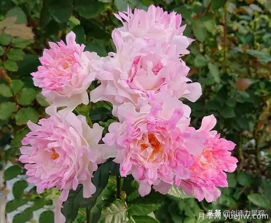 分享15個(gè)浪漫又美麗的月季品種，詩(shī)意醉人(圖10)
