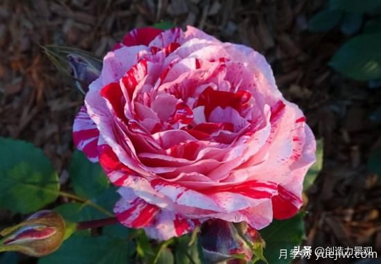 分享15個(gè)浪漫又美麗的月季品種，詩(shī)意醉人(圖11)