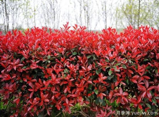 如何區(qū)分紅葉石楠品種？(圖1)