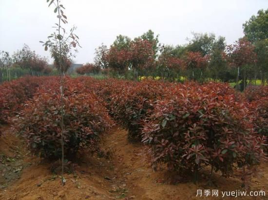 如何為紅葉石楠小苗除草？(圖1)