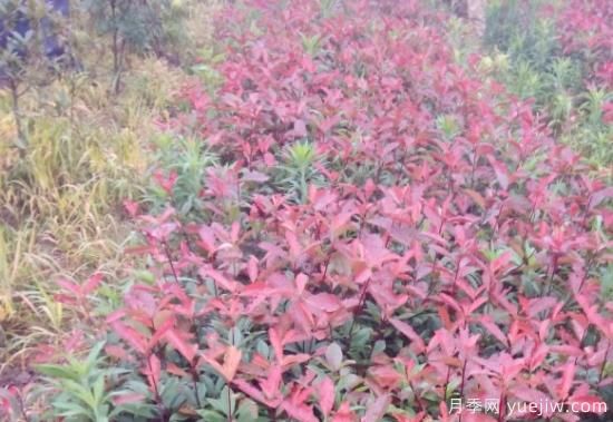 微電商下的紅葉石楠苗木營(yíng)銷(xiāo)方法(圖1)