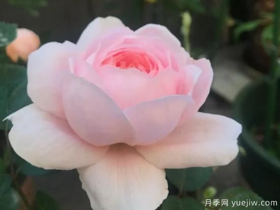 適合園藝新人的4款盆栽月季，花美花期長(圖2)