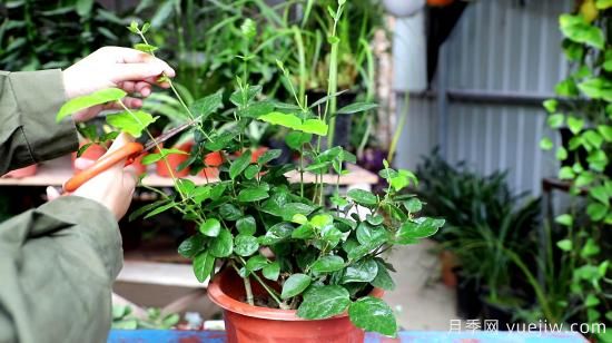 養(yǎng)花有三忌，實用易上手，養(yǎng)花也沒那么難(圖1)
