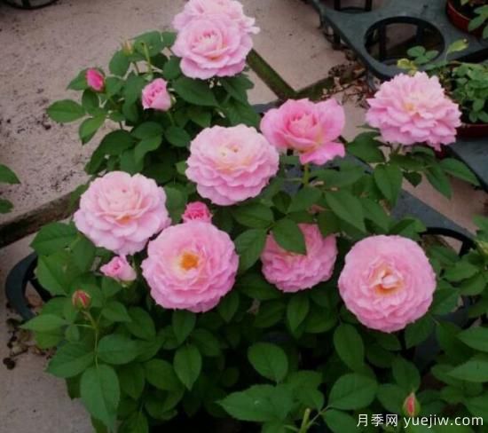 適合新手的3種微型陽臺(tái)月季，皮實(shí)好養(yǎng)顏值高(圖2)