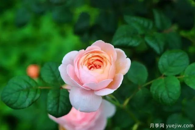 瑞典女王莫奈，懶人養(yǎng)月季花為什么要選它們(圖1)